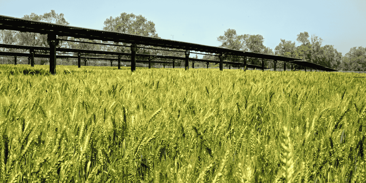 enlight is the first to introduce the concept of Hybrid Field Crop to agriculture in Israel, enabling the cultivation of high-quality crops alongside the production and storage of renewable energy. By leveraging proven technology, advanced solar systems can now be seamlessly integrated with field crops, creating a stable, long-term platform for agricultural success. This efficient dual land use not only sustains agricultural output but also ensures a steady income for 25 years while enhancing revenue from each agricultural unit.